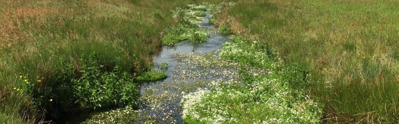Over Isen Bæk - vandløb med vandranunkler